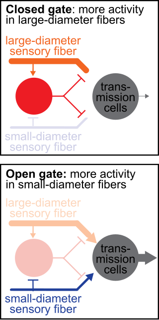 <span class="mw-page-title-main">Gate control theory</span>