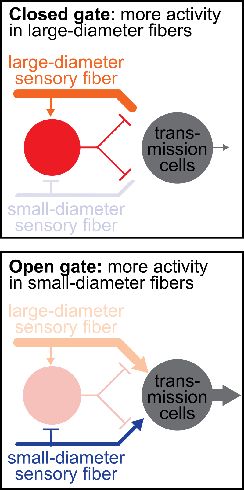 Transcutaneous electrical nerve stimulation - Wikipedia