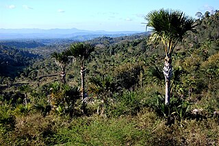 Timor and Wetar deciduous forests Ecoregion in Indonesia and East Timor