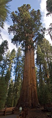 Thumbnail for List of largest giant sequoias