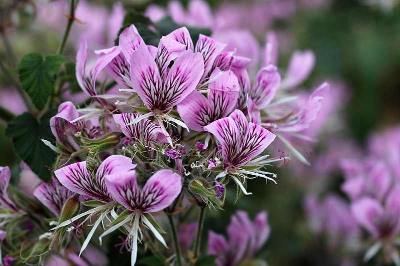 File:Geraniales - Pelargonium cordifolium - 1.jpg