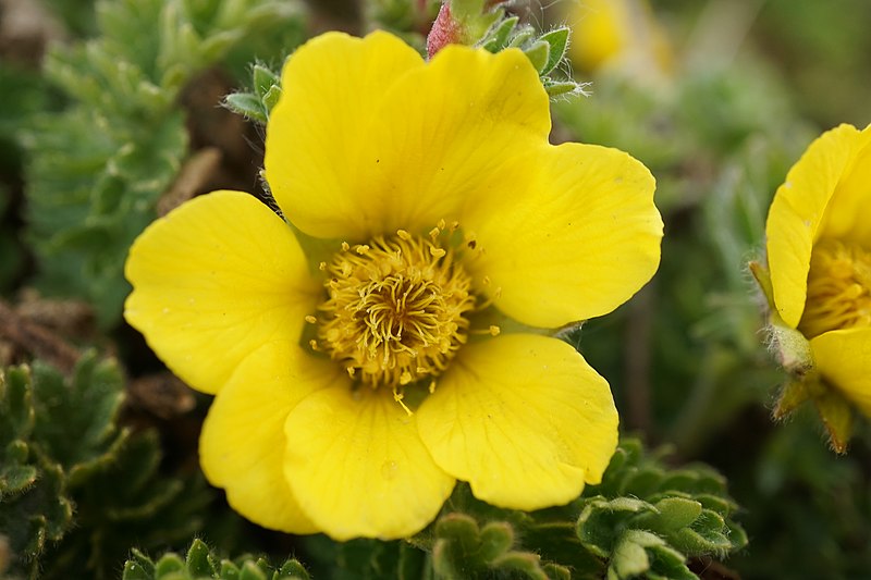 File:Geum reptans Bucegi Costila 2.jpg