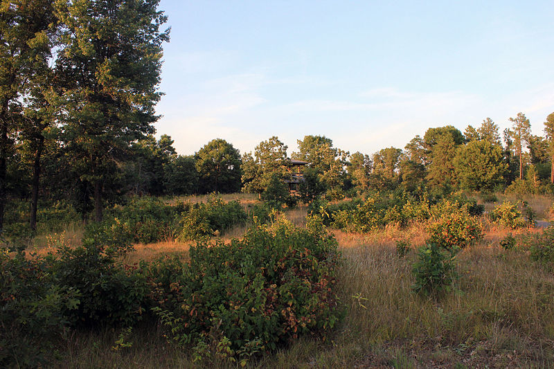 File:Gfp-wisconsin-buckhorn-state-park-landscape-with-tower.jpg