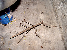 Giant Stick hashoratlari (Bactrododema tiaratum) .jpg