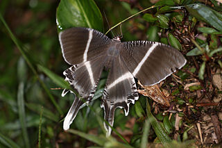 <i>Lyssa menoetius</i> Species of moth