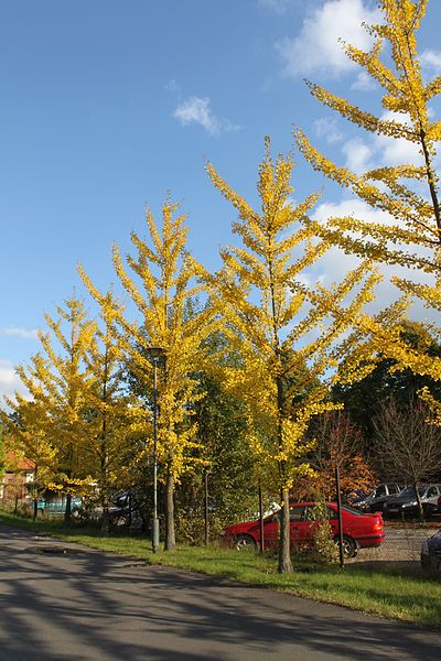 File:Ginkgo biloba PAN.JPG