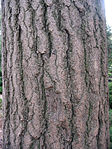 Ginkgo biloba textura del tronco.jpg
