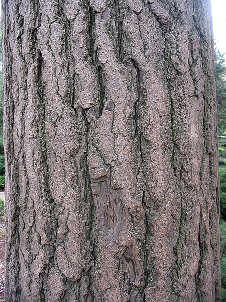 Tập tin:Ginkgo biloba textura del tronco.jpg