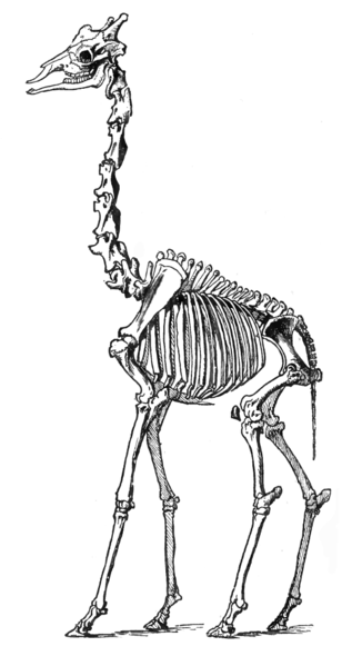 File:GiraffeSkelLyd2.png