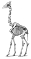 Skelet žirafe