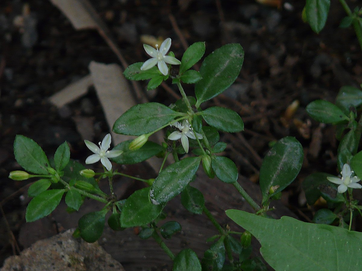 Category Glinus Oppositifolius Wikimedia Commons