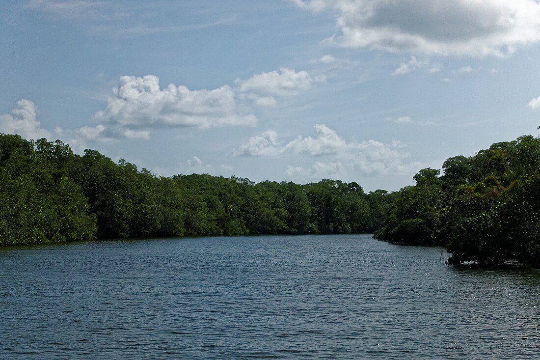 Belizean reef mangroves