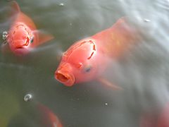 Goldfish make trade-offs between their motivation to feed or avoid an acute noxious stimulus Goldfishes.jpg