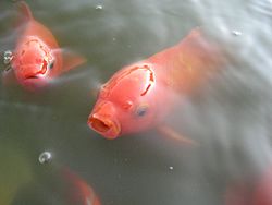 Goldfishes.jpg
