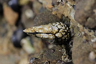 <span class="mw-page-title-main">Pollicipedomorpha</span> Order of barnacles