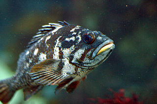 <span class="mw-page-title-main">Gopher rockfish</span> Species of fish