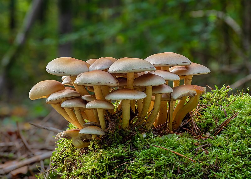 File:Grünblättrige Schwefelköpfe (Hypholoma fasciculare)-20201020-RM-110121.jpg