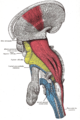 Deep dissection of brain-stem (lateral view)