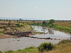 Great Migration in Kogatende, Serengeti by Tanzania GET Safaris.jpg