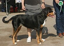 entlebucher mountain dog mix