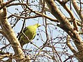 Pompadour Green Pigeon