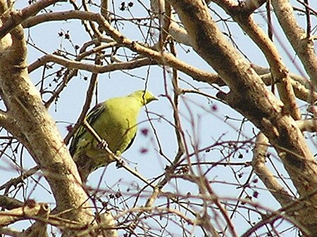 Tập_tin:Grey-fronted_Green_Pigeon,_Karmala,_Maharashtra.jpg