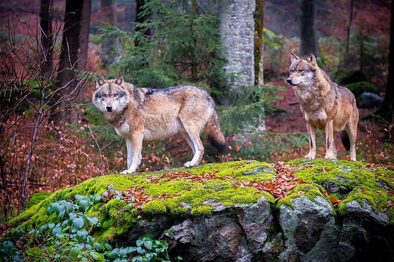 File:Grey wolves in Bavarian Forest National Park.jpg