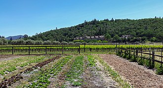 Greystone from its farms at the Charles Krug Winery Greystone farm 2016.jpg