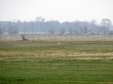 Balzende Großtrappe vom Beobachtungsturm Königsroder Hof gesehen