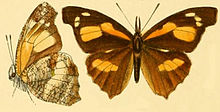 GroseSmithKirby1892 Libythea tsiandava.jpg