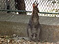 Red-necked wallaby