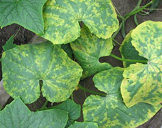 <span class="mw-page-title-main">Mosaic virus</span> Plant viruses that cause leaves to have a mottled appearance