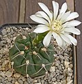 Gymnocalycium moserianum.jpg