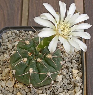 Gymnocalycium moserianum.jpg