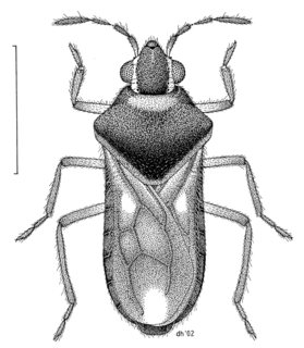 Veliidae Family of true bugs