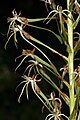 Habenaria nyikana South Africa