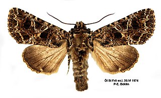 <i>Hadena capsincola</i> Species of moth