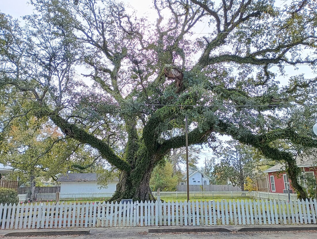 Hammond (Louisiana)