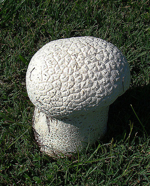 File:Handkea utriformis, the Mosaic Puffball (9602869149).jpg