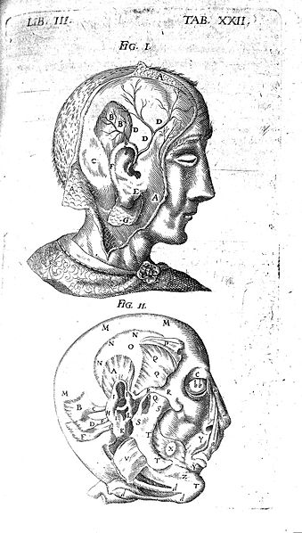 File:Head, 17th century Wellcome L0007986.jpg