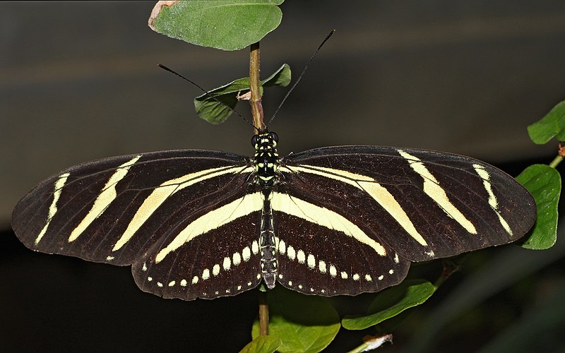 File:Heliconius-charitonius-zebrafalter.jpg