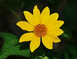 Heliopsis helianthoides (Asteraceae)