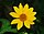 Heliopsis July 2011-3.jpg