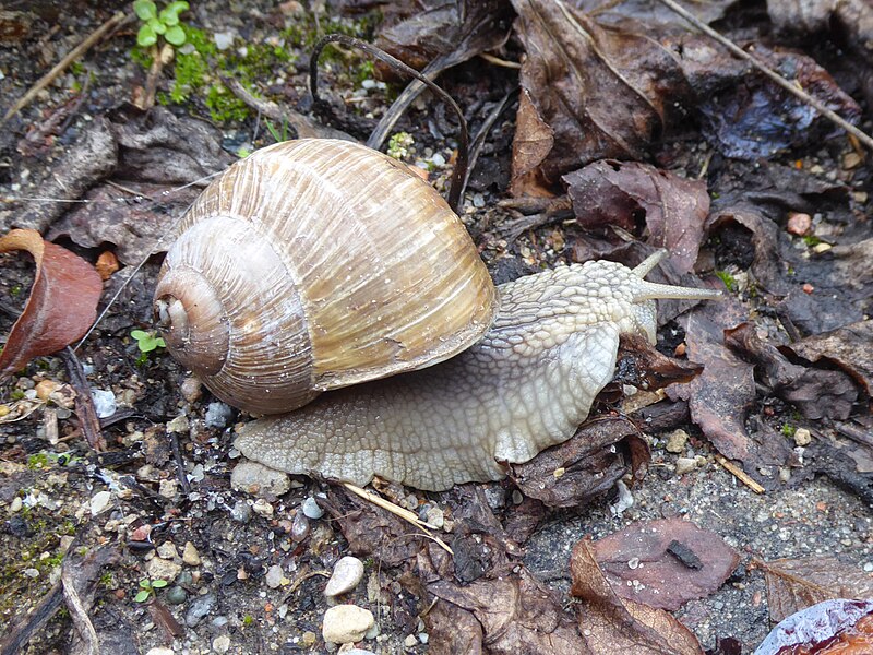 File:Helix pomatia Kaunas 01.jpg