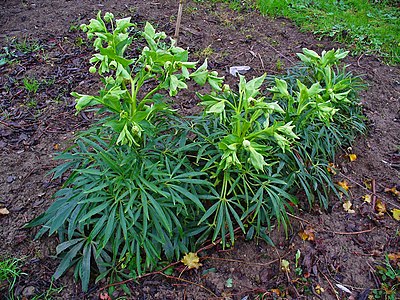 Helleborus foetidus Habitus