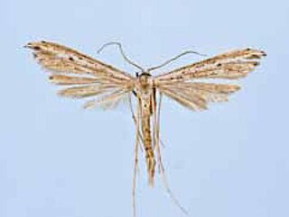 <i>Hellinsia canari</i> Species of plume moth