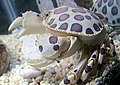 Hepatus epheliticus, a calico crab