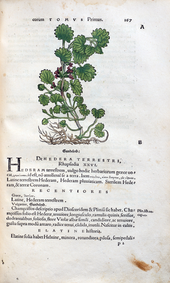 Herbarum vivae eicones-1-47-167.png