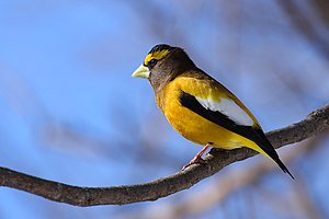 Burung Hesperiphona vespertina di Kawasan Hidupan Liar Cap Tourmente di Quebec, Kanada