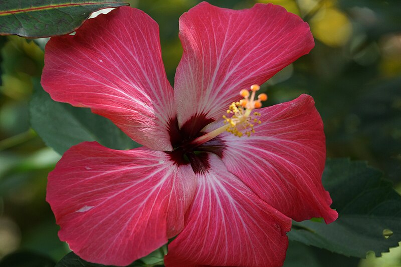 File:Hibiscus flower in Samoa.jpg